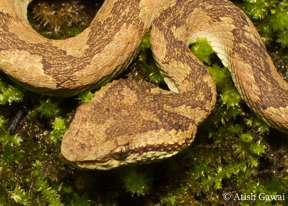 Indian Snakes - Indian Snakebite Initiative
