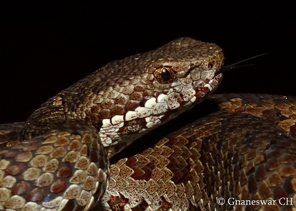 Nilgiris hosts rare horseshoe pit viper, Science and Technology News