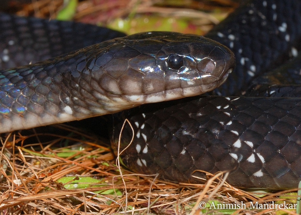 Black Python Snake In India