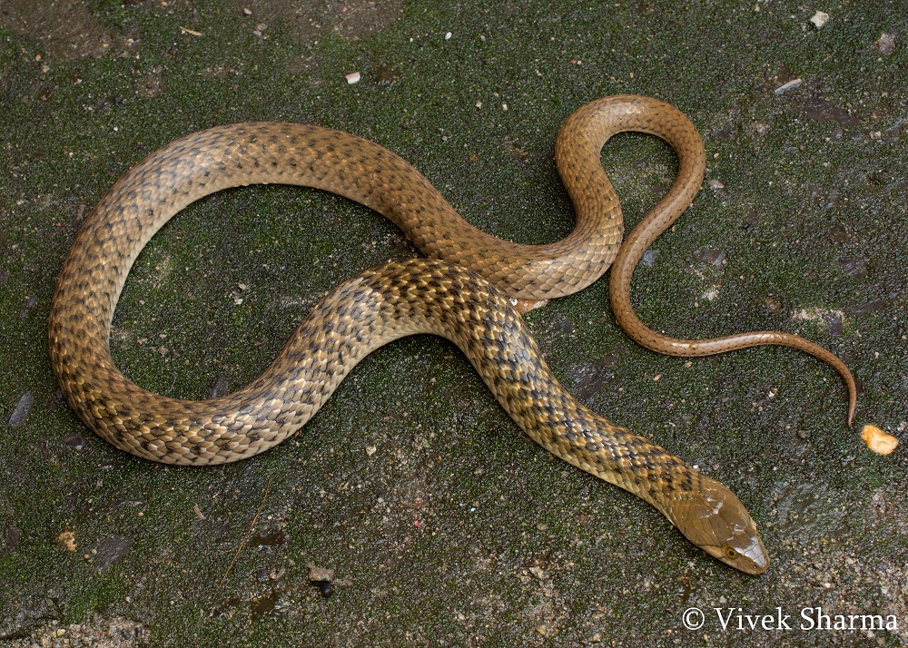 Indian Snakes - Indian Snakebite Initiative