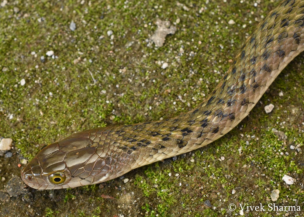 Indian Snakes - Indian Snakebite Initiative