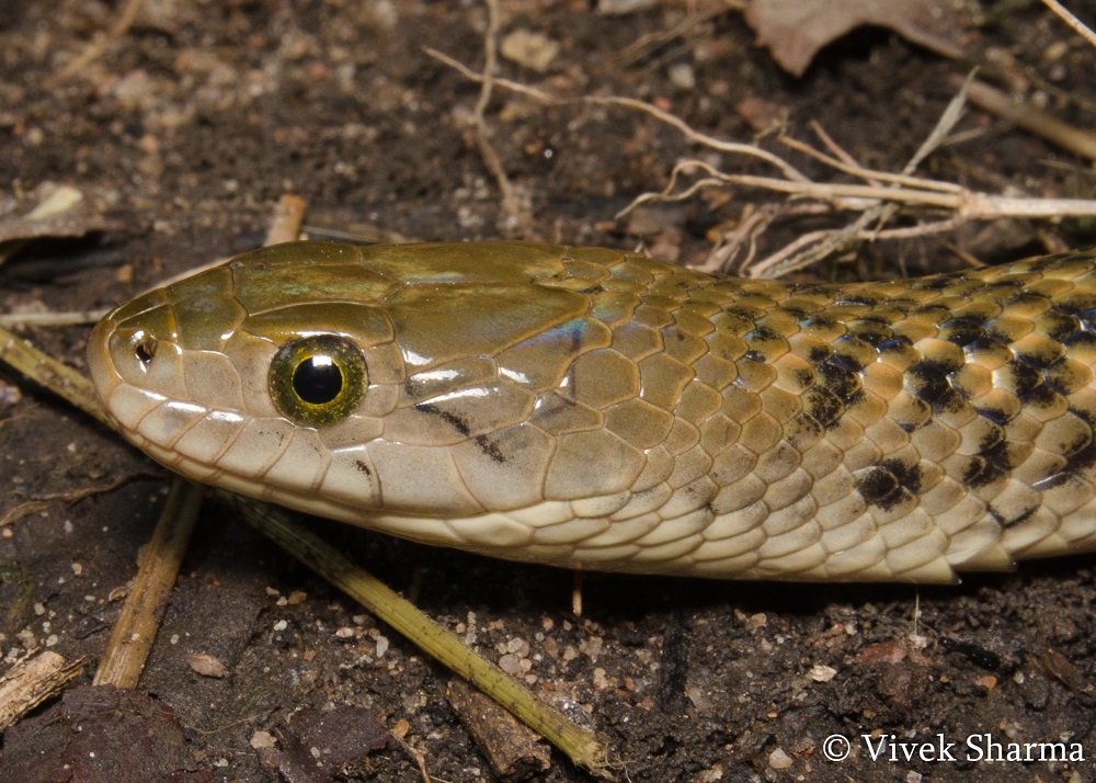 Indian Snakes - Indian Snakebite Initiative