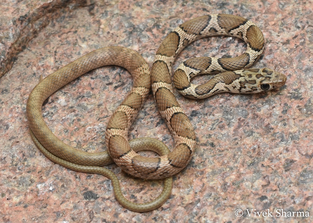 Indian Snakes - Indian Snakebite Initiative