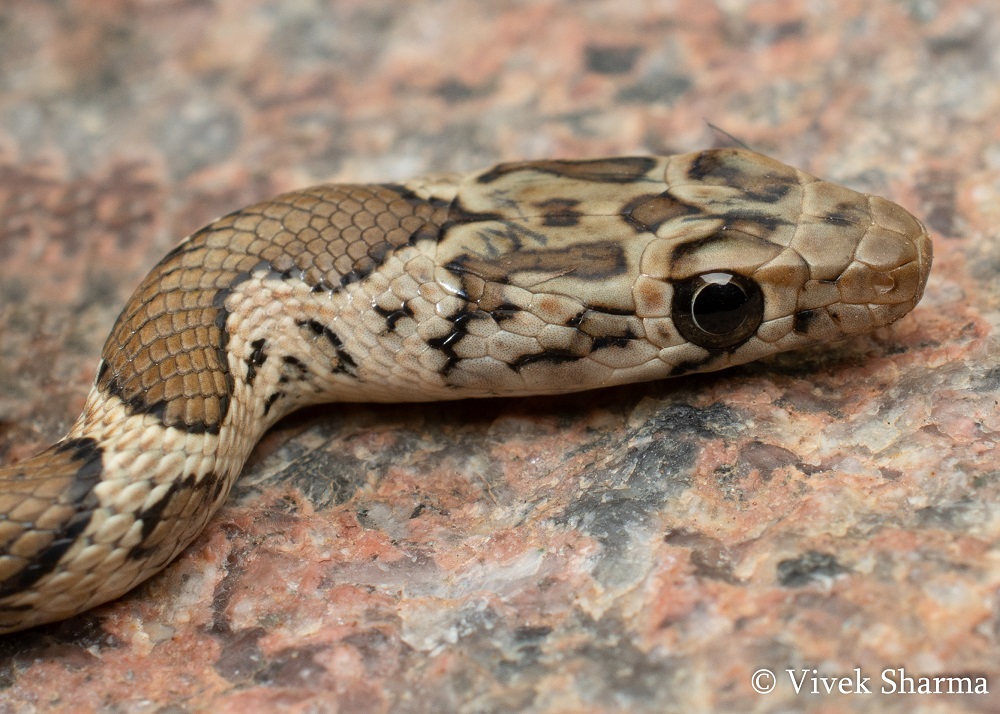 Indian Snakes - Indian Snakebite Initiative