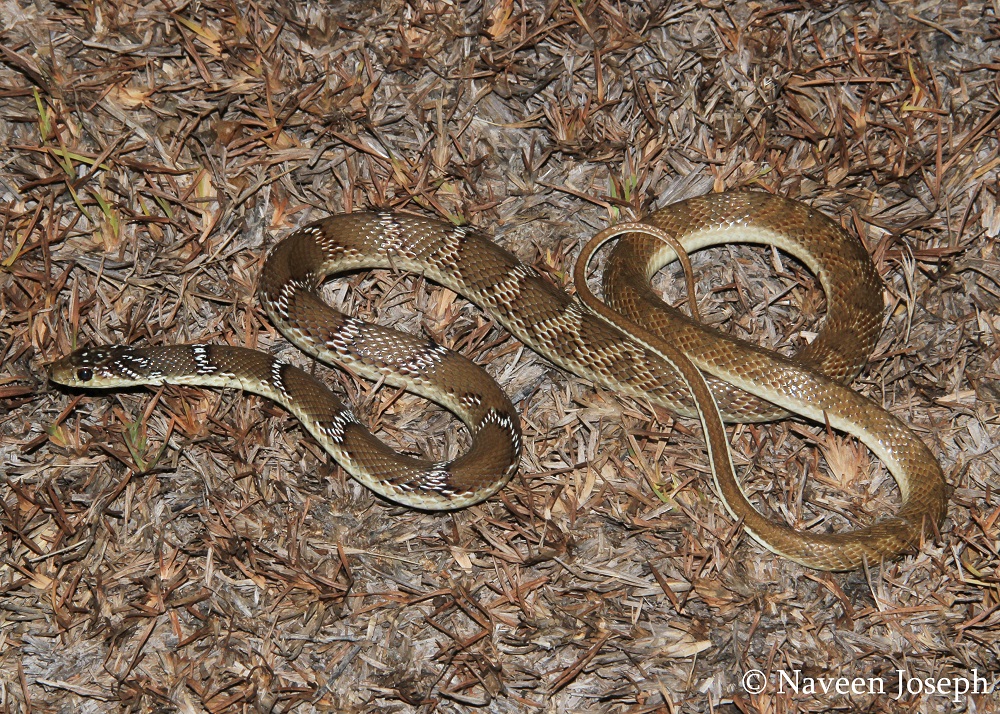 Indian Snakes - Indian Snakebite Initiative