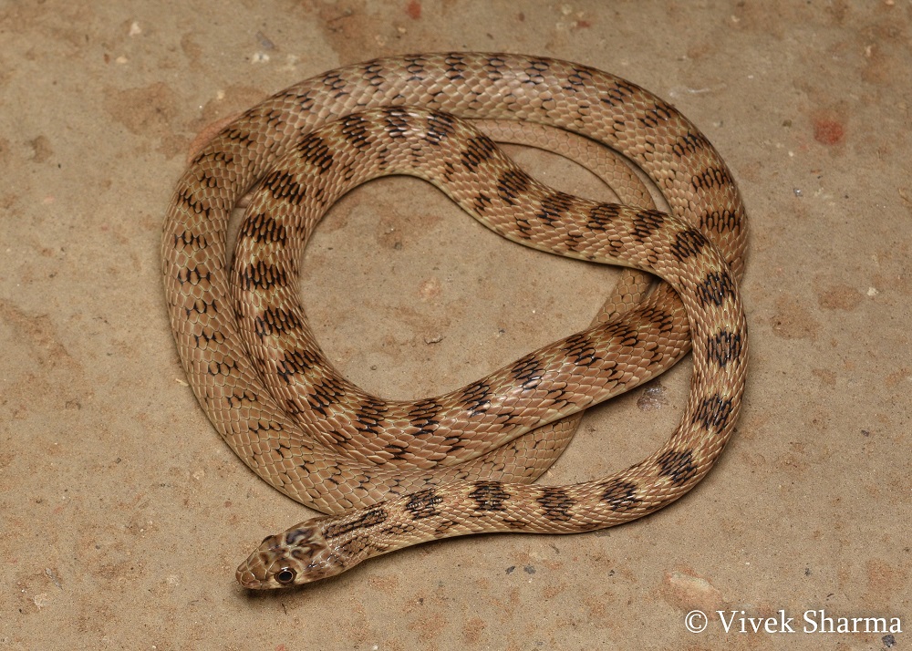 Indian Snakes - Indian Snakebite Initiative