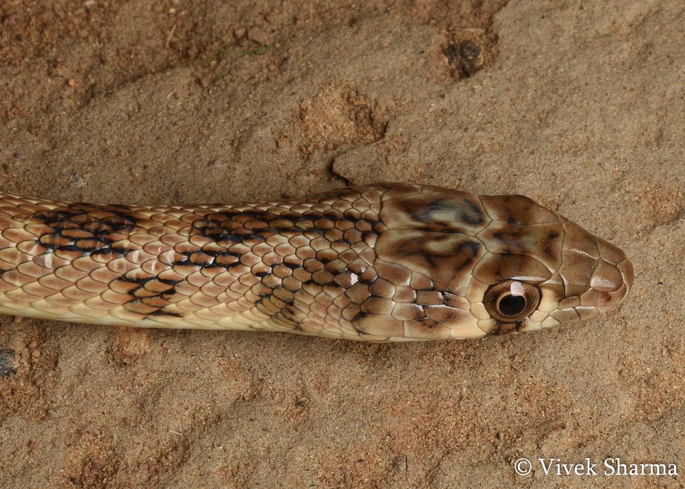 Indian Snakes - Indian Snakebite Initiative