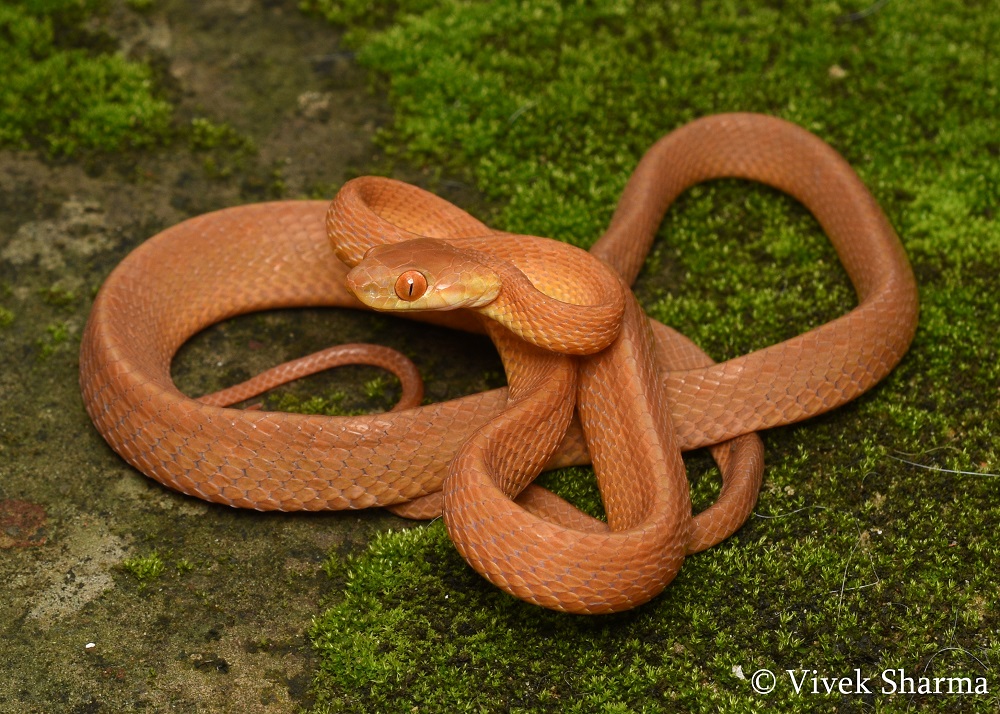 Indian Snakes - Indian Snakebite Initiative