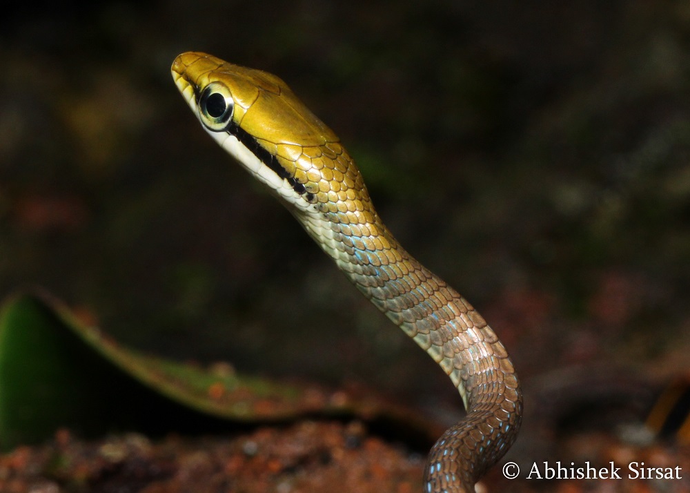 Indian Snakes - Indian Snakebite Initiative