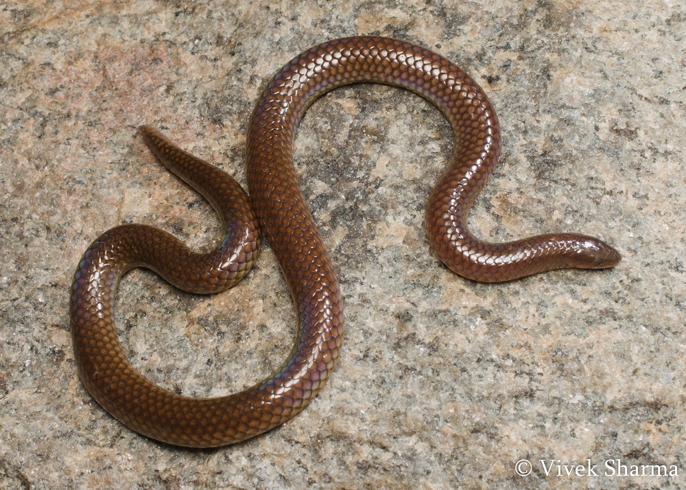 Indian Snakes - Indian Snakebite Initiative