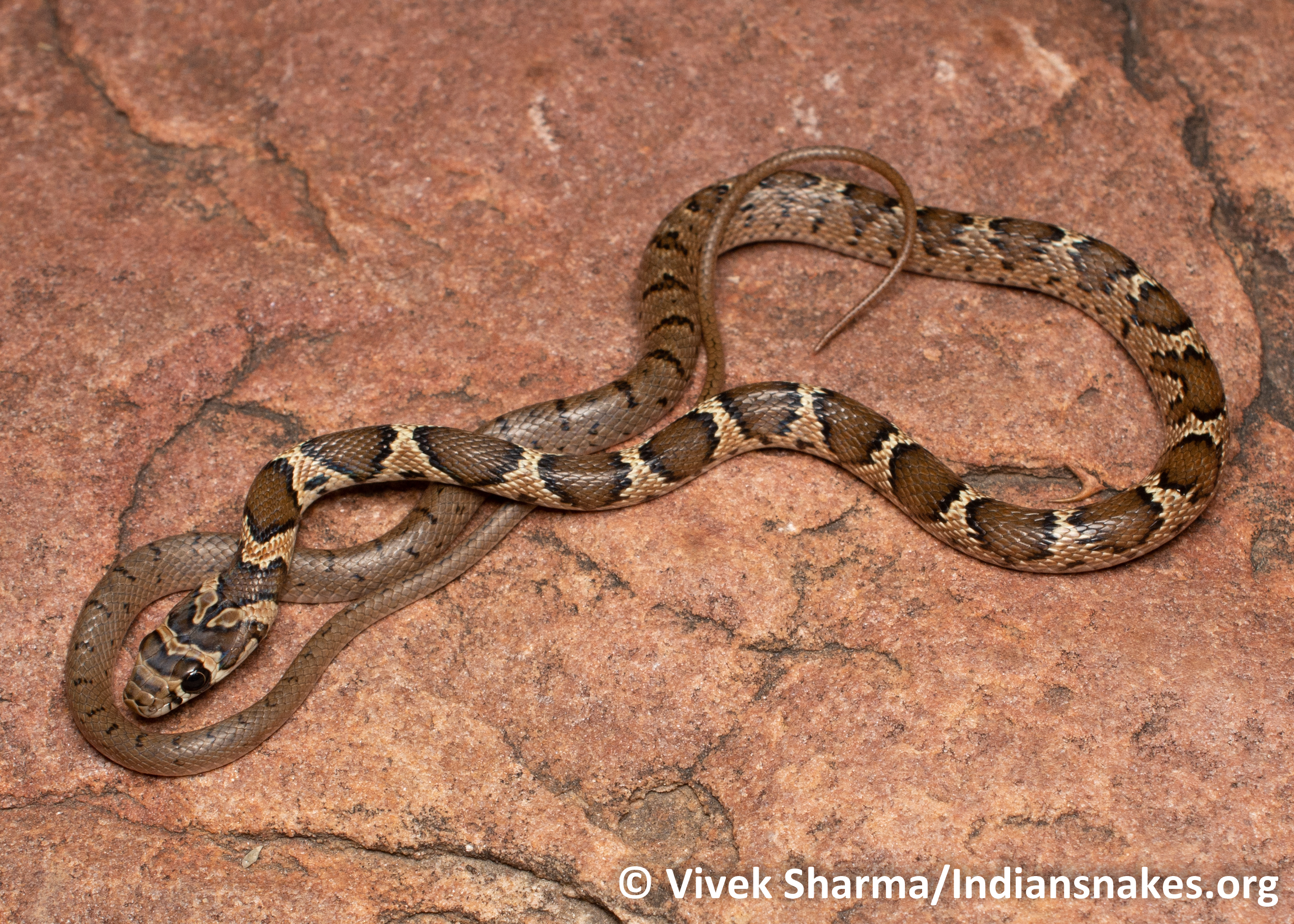 Indian Snakes - Indian Snakebite Initiative