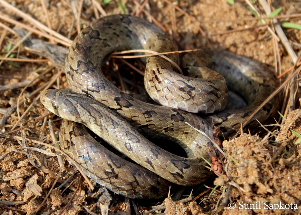 Indian Snakes - Indian Snakebite Initiative
