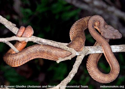 Indian Snakes - Indian Snakebite Initiative