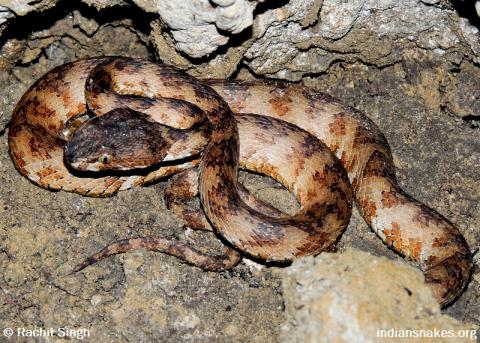 Indian Snakes - Indian Snakebite Initiative