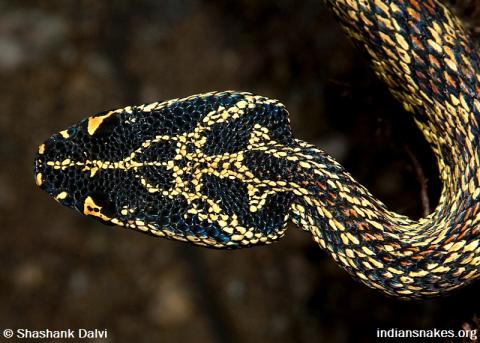Indian Snakes - Indian Snakebite Initiative